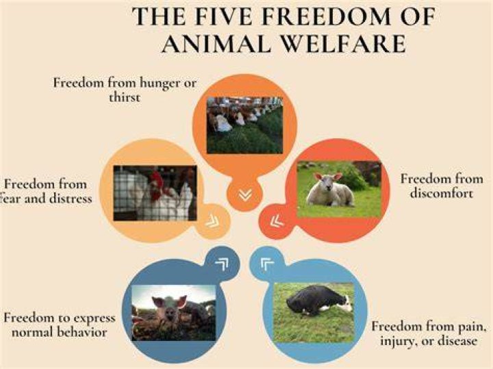 CT Humane Society: A Comprehensive Guide to Animal Welfare and Adoption