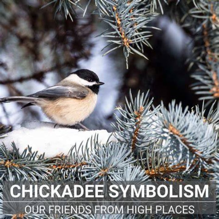 Dead Chickadee Symbolism: Understanding the Deeper Meaning