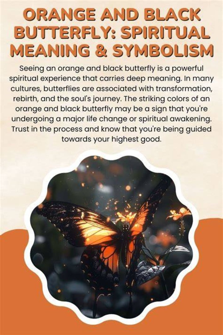 Exploring the Enigmatic Beauty of the Black and Orange Butterfly