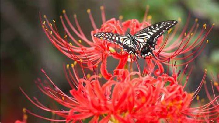 Exploring the Mystique of Spider Lily Erome: A Comprehensive Guide