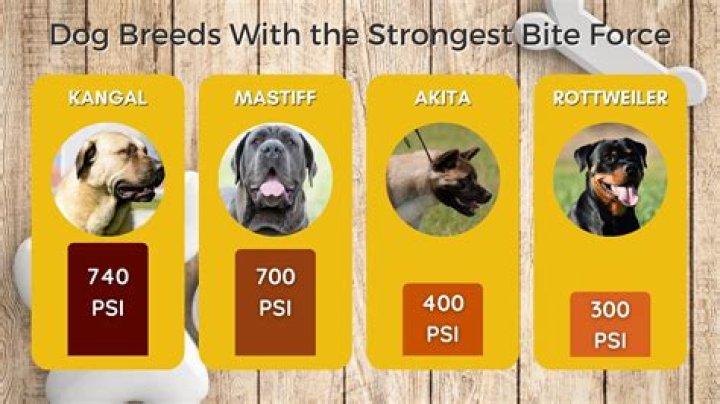 Pitbull Wife: The Unseen Strength Behind the Breed