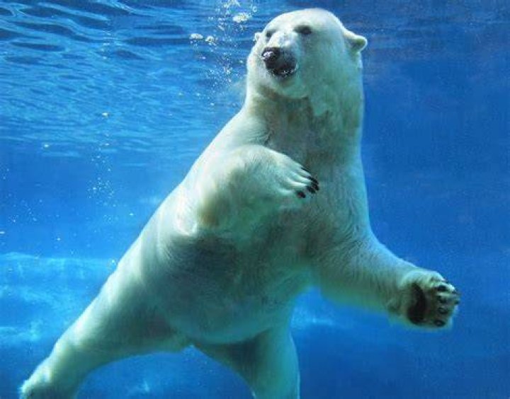 Polar Bear Swim Coney Island: A Unique Winter Tradition