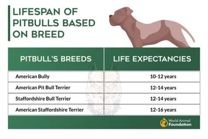 Understanding the Life of a Pitbull Wife: Love, Loyalty, and Lifestyle