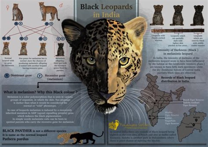 Understanding the Melanistic Fox: A Complete Guide