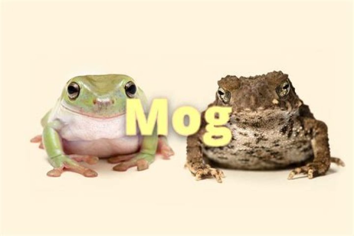 Unveiling the Mystery: What Does MOG Mean in Slang?